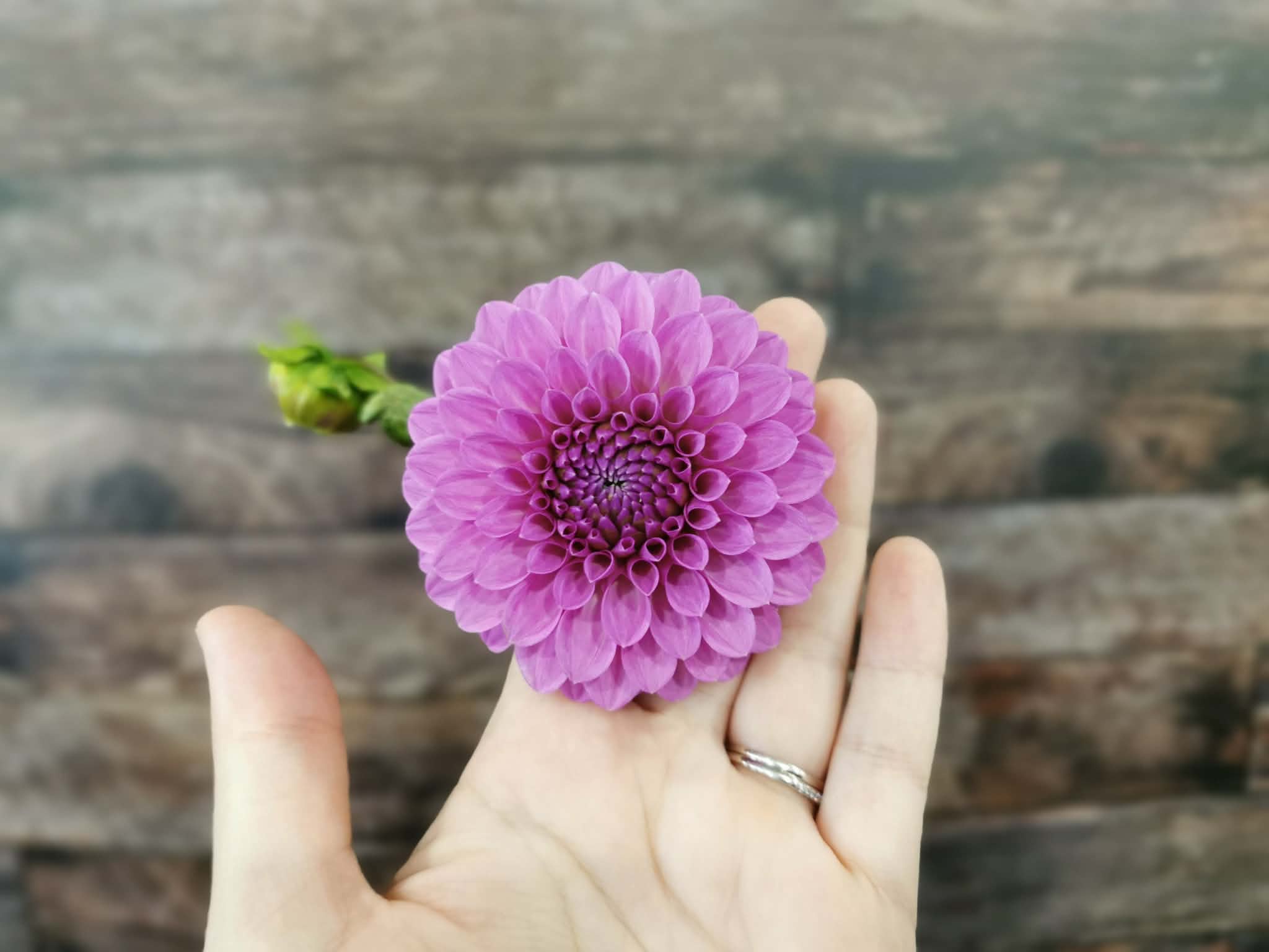 Unknown Purple (Possibly Devon Choice?)