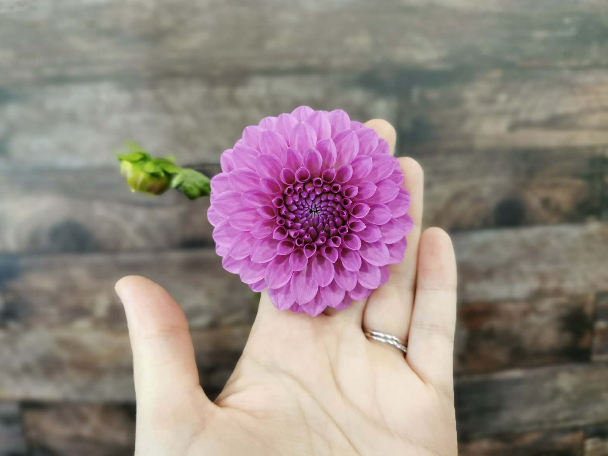 Unknown Purple (Possibly Devon Choice?)