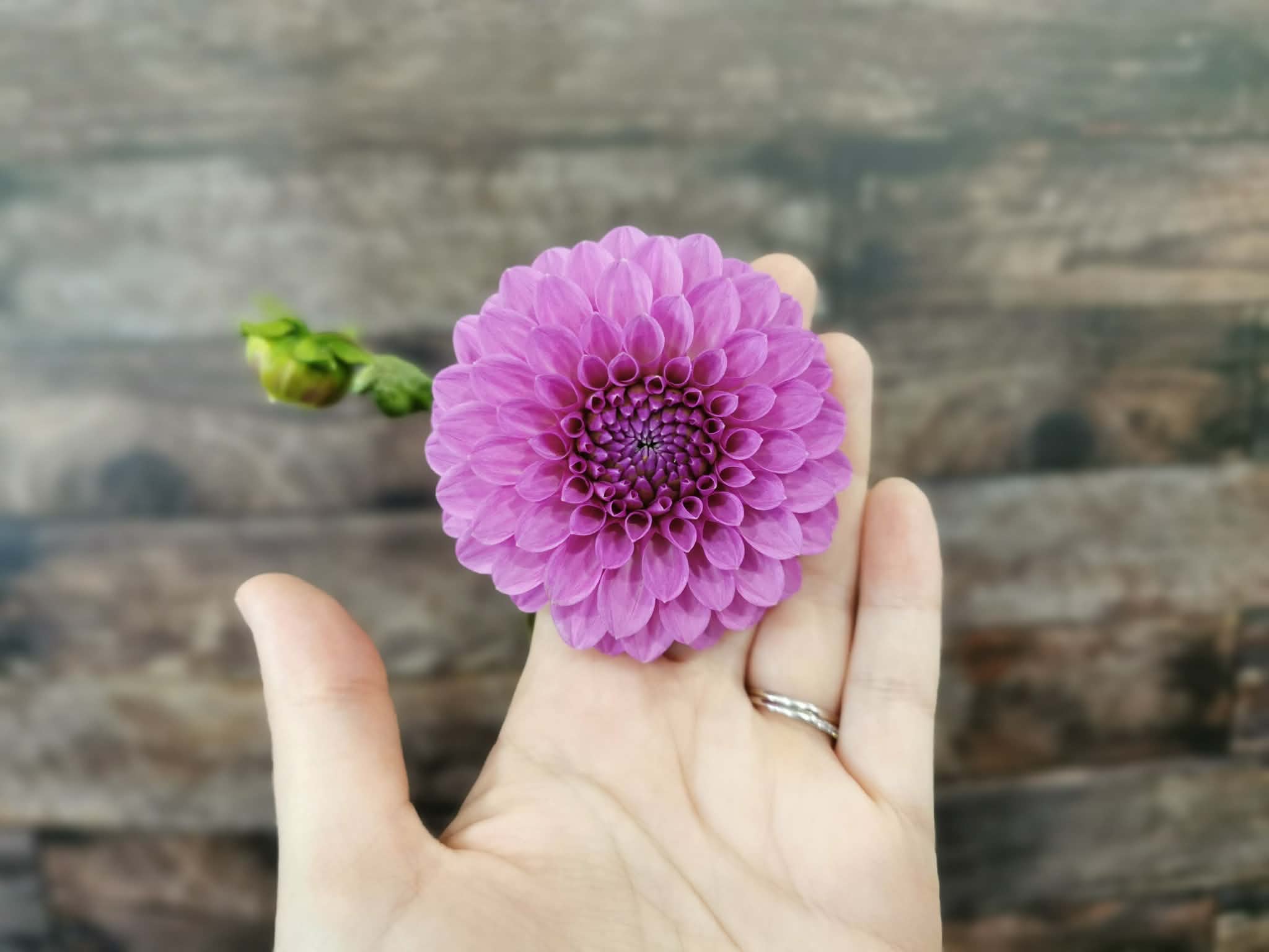 Unknown Purple (Possibly Devon Choice?)