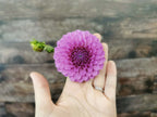 Unknown Purple (Possibly Devon Choice?)