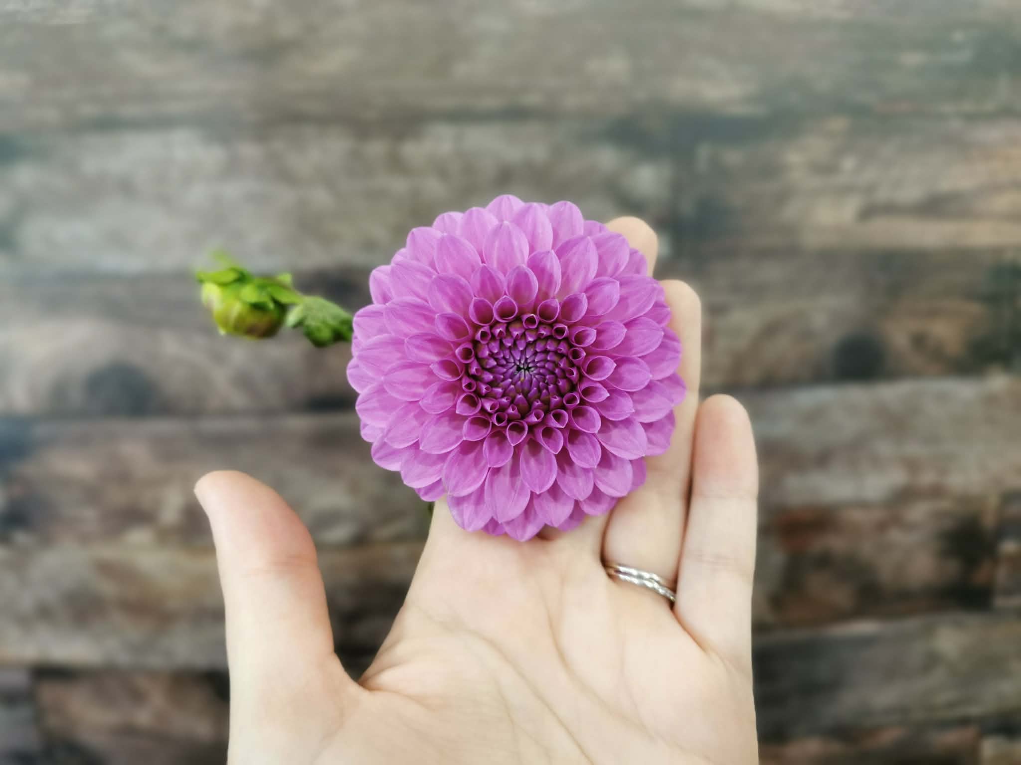 Unknown Purple (Possibly Devon Choice?)