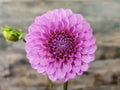 Unknown Purple (Possibly Devon Choice?)