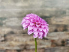 Unknown Purple (Possibly Devon Choice?)