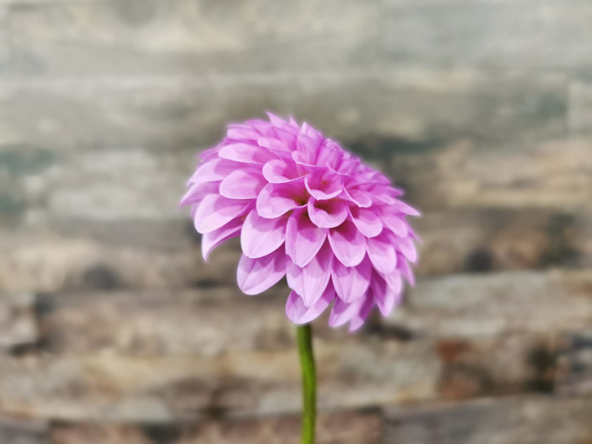 Unknown Purple (Possibly Devon Choice?)