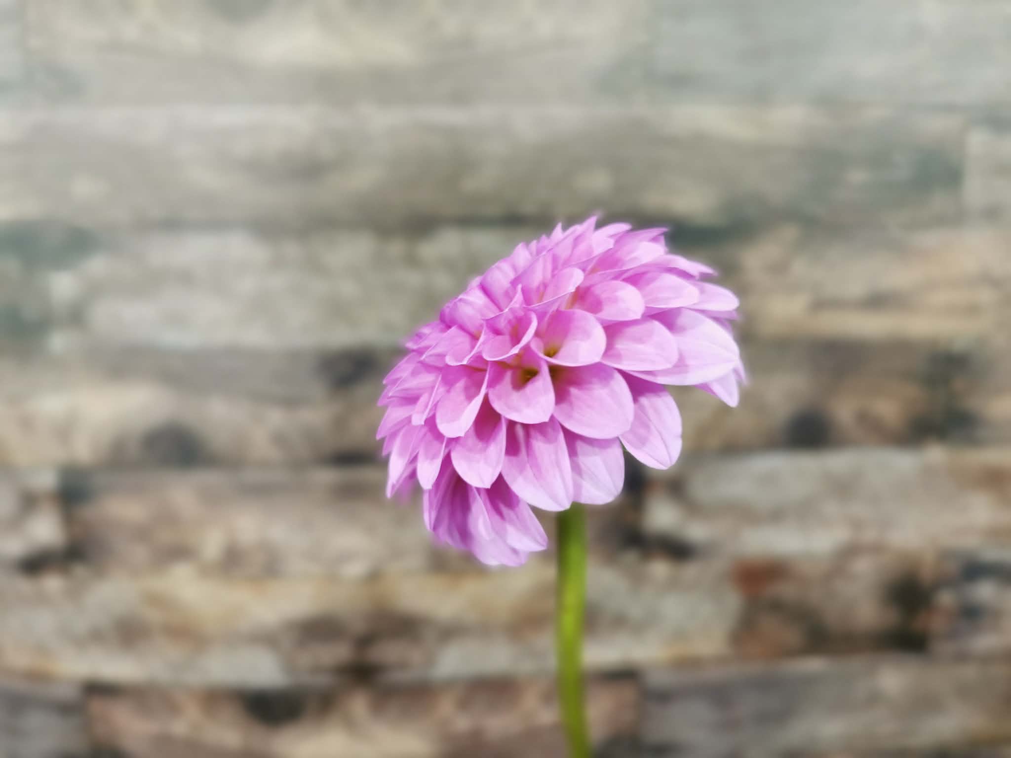 Unknown Purple (Possibly Devon Choice?)