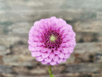 Unknown Purple (Possibly Devon Choice?)