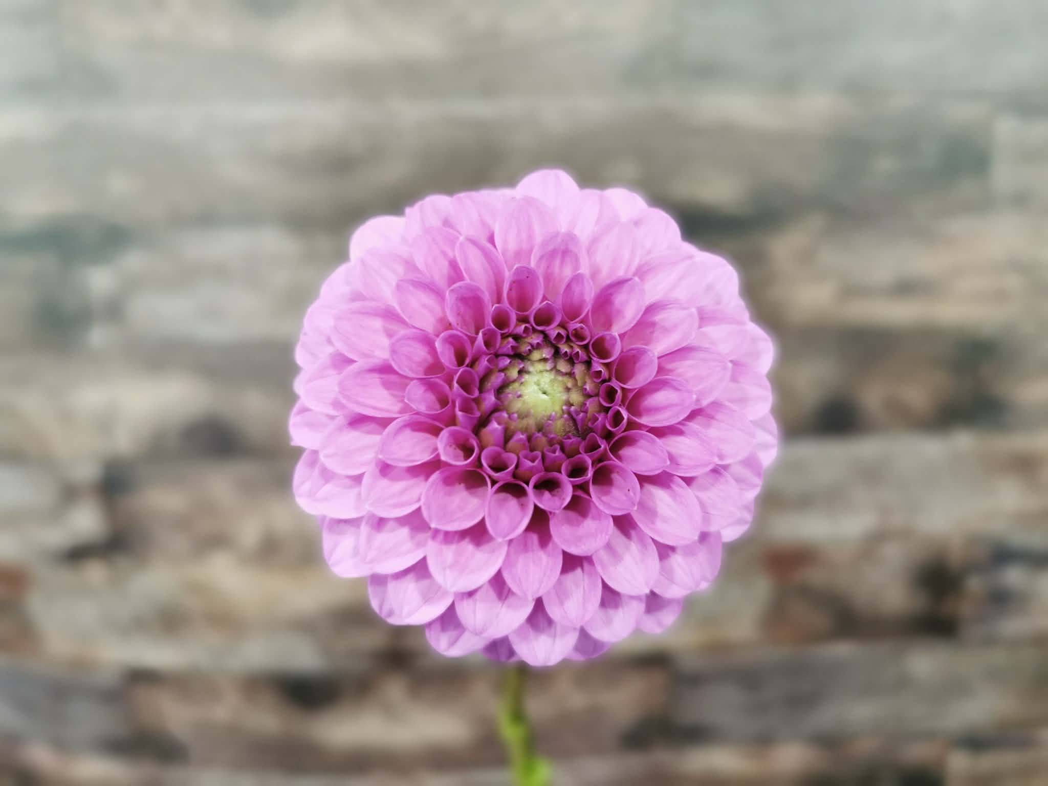 Unknown Purple (Possibly Devon Choice?)