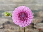 Unknown Purple (Possibly Devon Choice?)