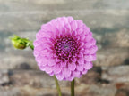 Unknown Purple (Possibly Devon Choice?)