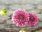 Winkie Rhubarb