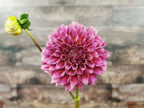 Winkie Rhubarb