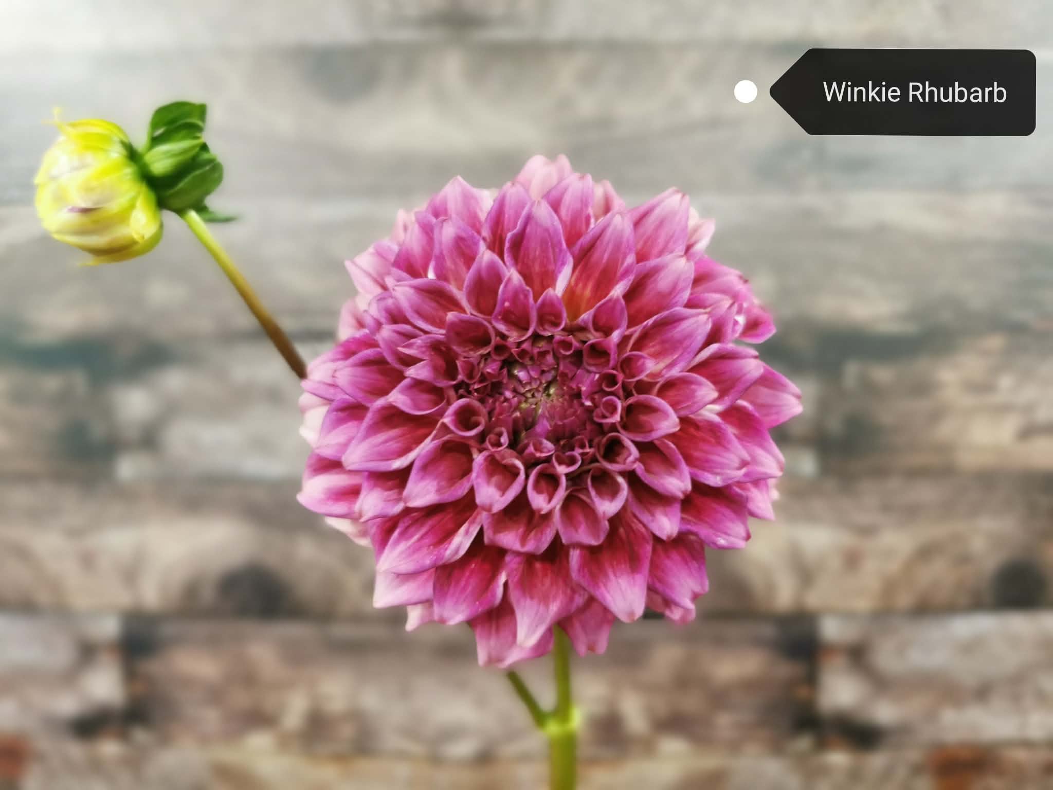 Winkie Rhubarb