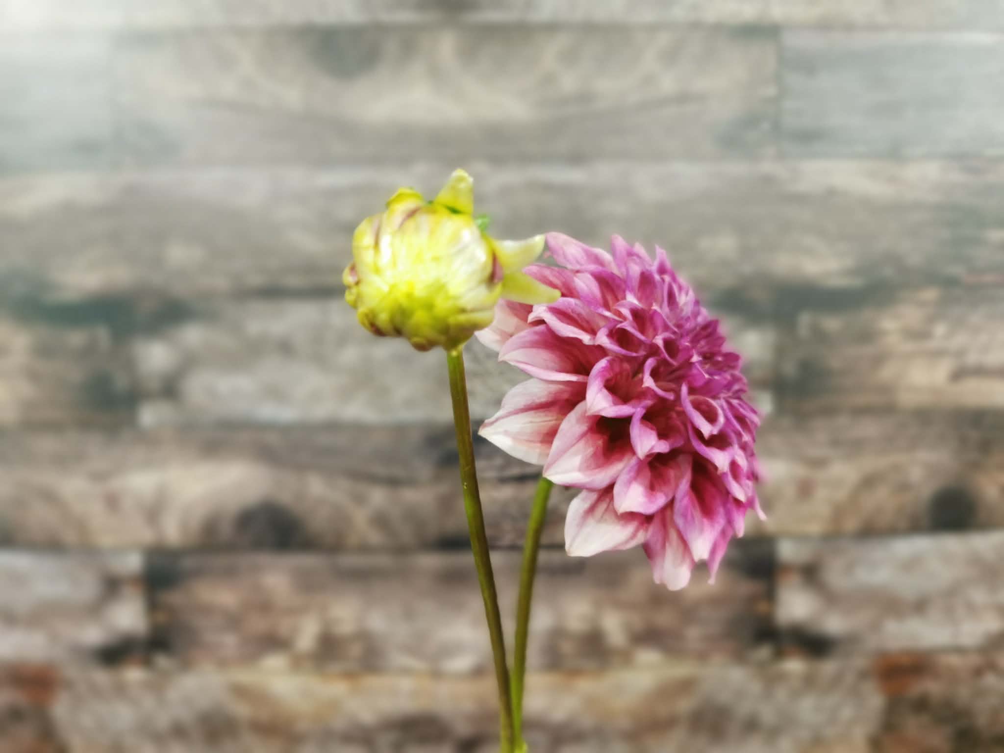 Winkie Rhubarb