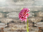Winkie Rhubarb