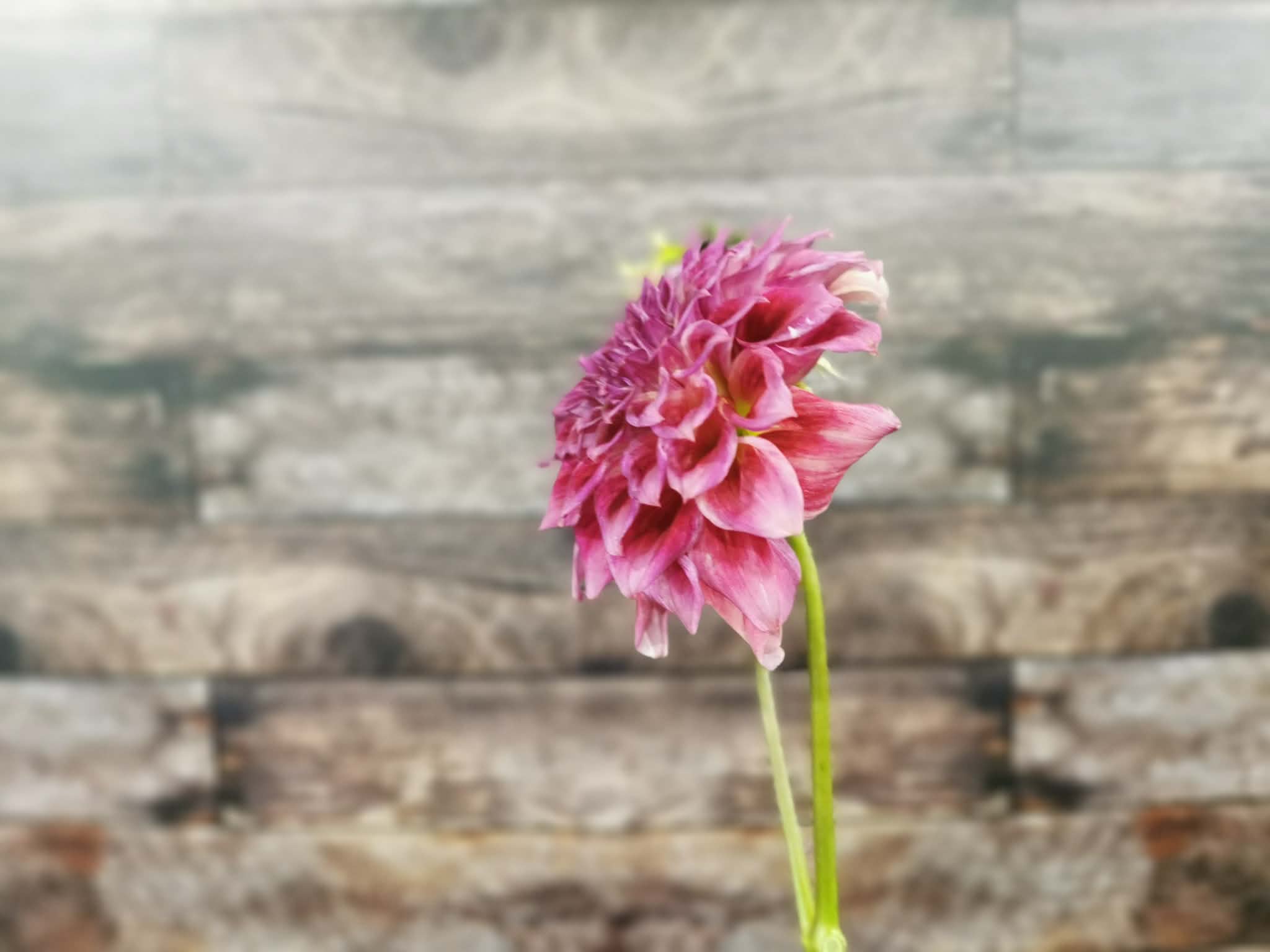 Winkie Rhubarb